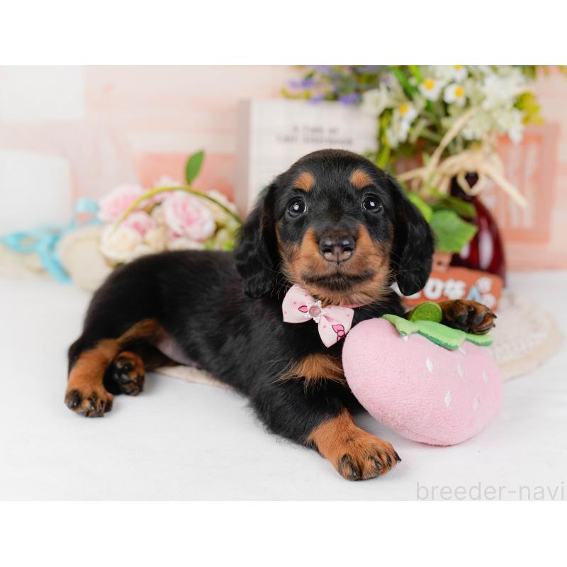 販売中の神奈川県のミニチュアダックスフンド(ロングヘアード)-428787の7枚目