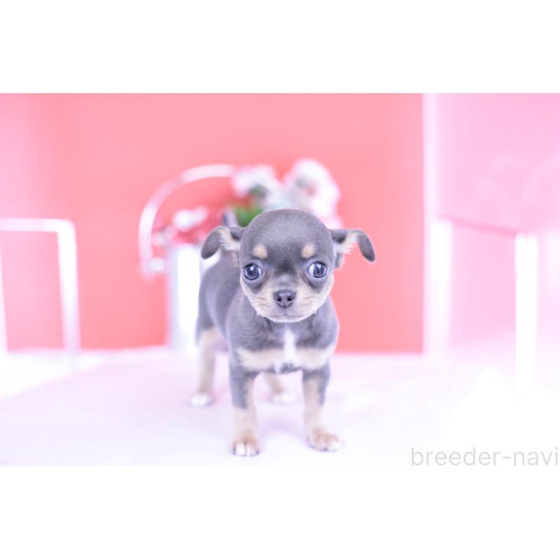 成約済の愛知県のチワワ(スムースコート)-426224の6枚目