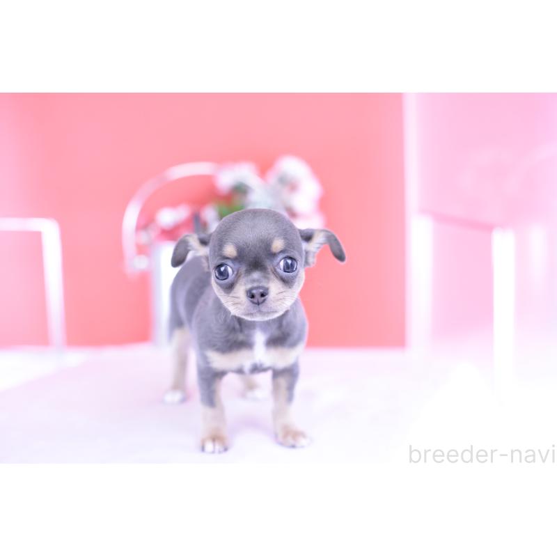 成約済の愛知県のチワワ(スムースコート)-426224の5枚目