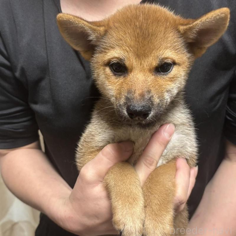 販売中の香川県の柴犬-428447の1枚目