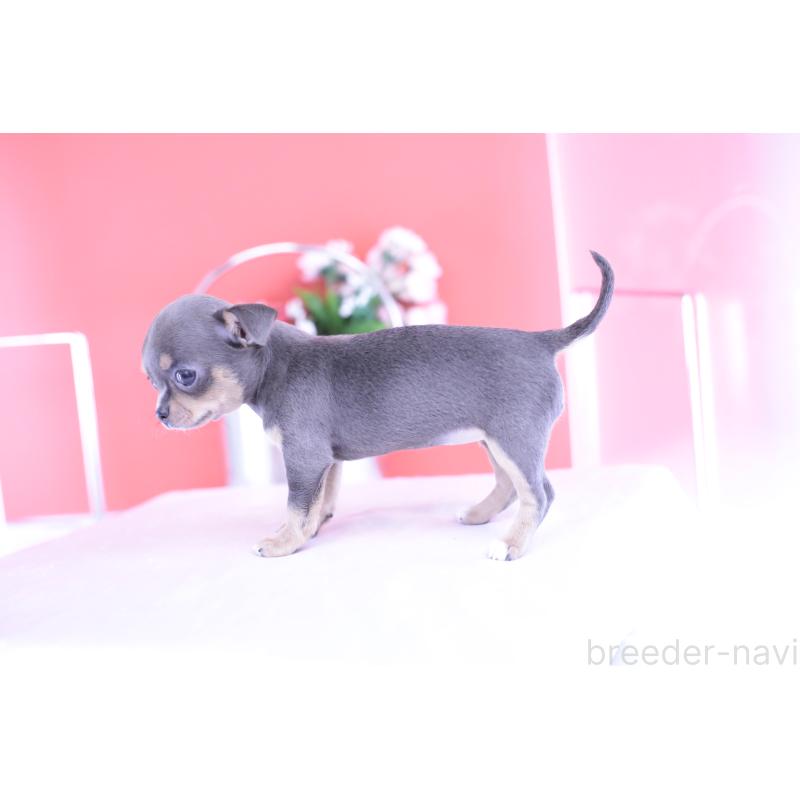 成約済の愛知県のチワワ(スムースコート)-426224の4枚目