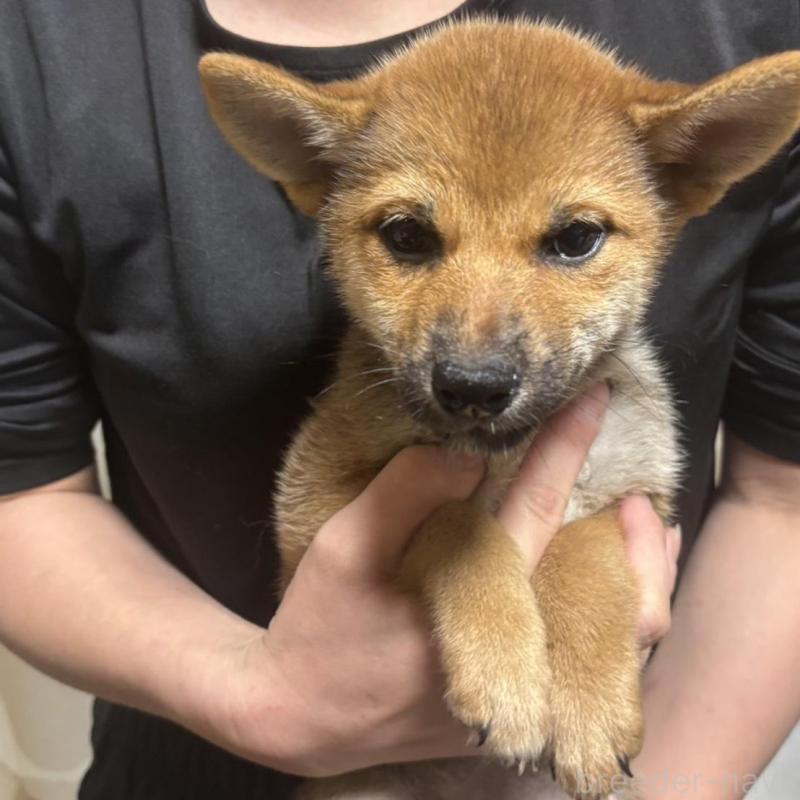 販売中の香川県の柴犬-428447の5枚目