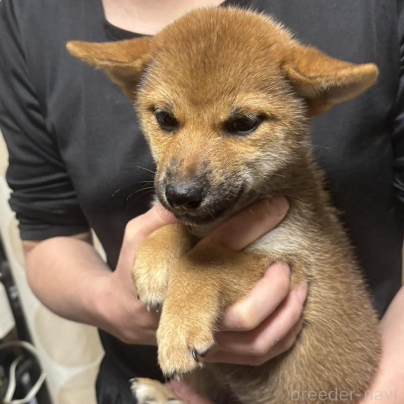 販売中の香川県の柴犬-428447の4枚目