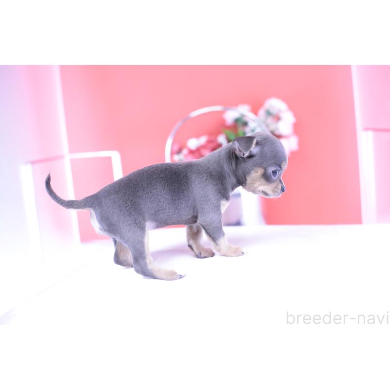 成約済の愛知県のチワワ(スムースコート)-426224の2枚目