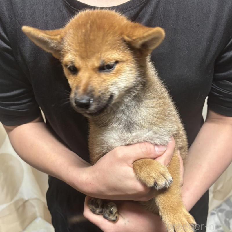 販売中の香川県の柴犬-428447の3枚目