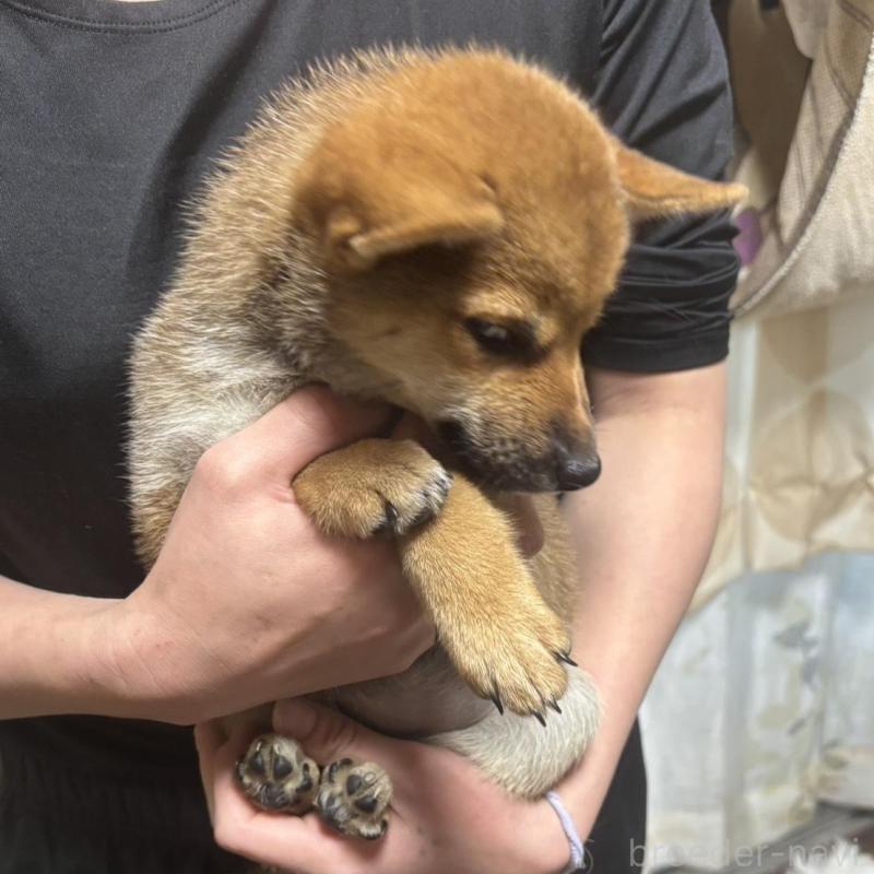 販売中の香川県の柴犬-428447の2枚目