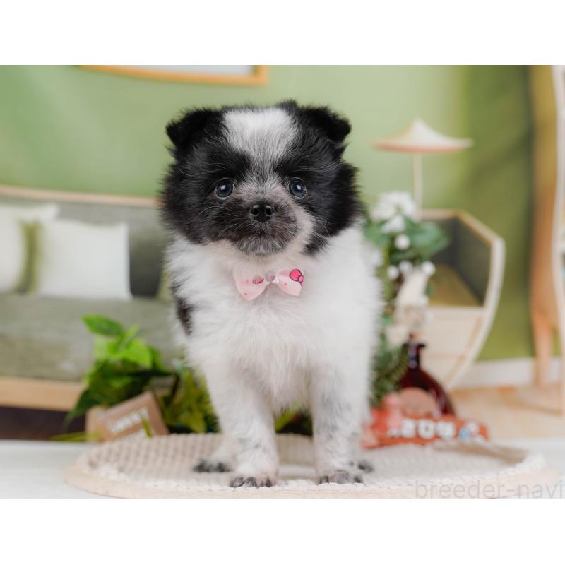 販売中の神奈川県のポメチワ:ポメラニアン×チワワ-428777の14枚目