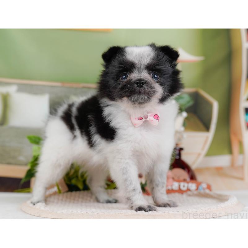 販売中の神奈川県のポメチワ:ポメラニアン×チワワ-428777の13枚目