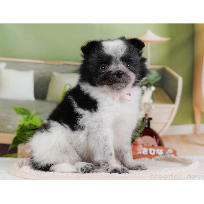 販売中の神奈川県のポメチワ:ポメラニアン×チワワ-428777の12枚目