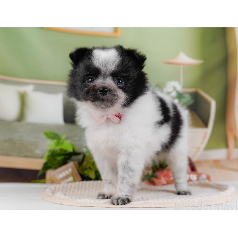 販売中の神奈川県のポメチワ:ポメラニアン×チワワ-428777の11枚目