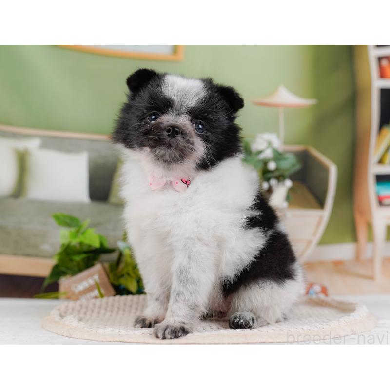 販売中の神奈川県のポメチワ:ポメラニアン×チワワ-428777の10枚目