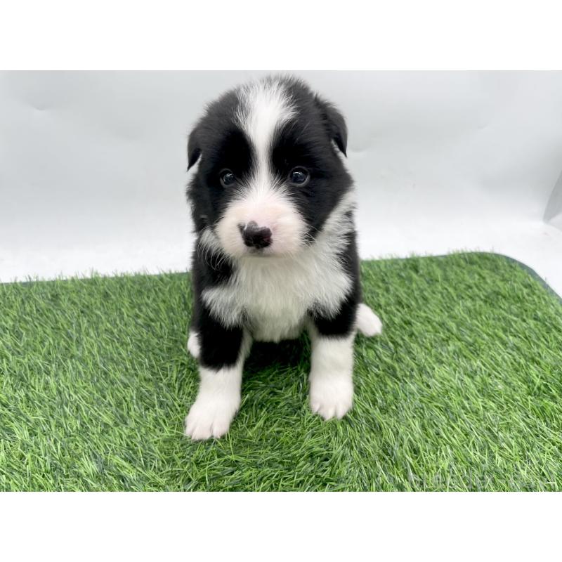 販売中の愛知県のボーダーコリー-428448の1枚目