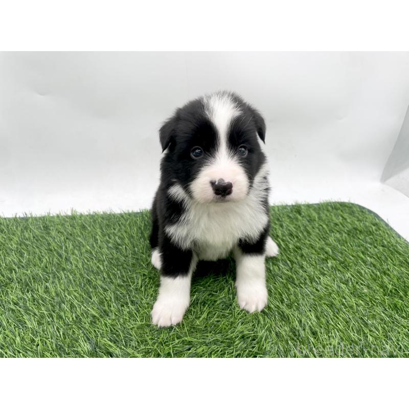 販売中の愛知県のボーダーコリー-428448の5枚目