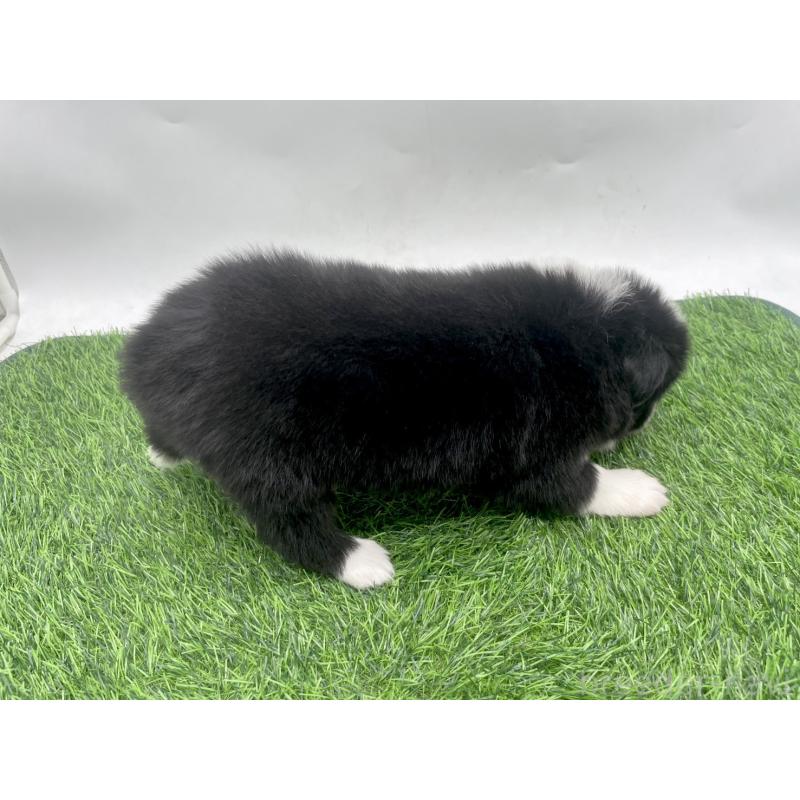 販売中の愛知県のボーダーコリー-428448の4枚目