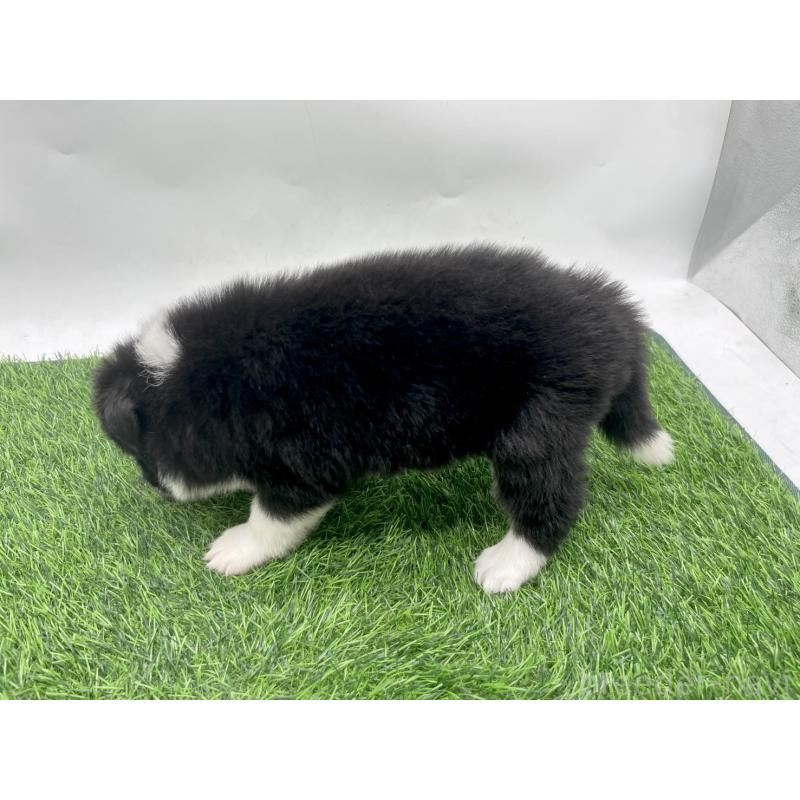 販売中の愛知県のボーダーコリー-428448の3枚目