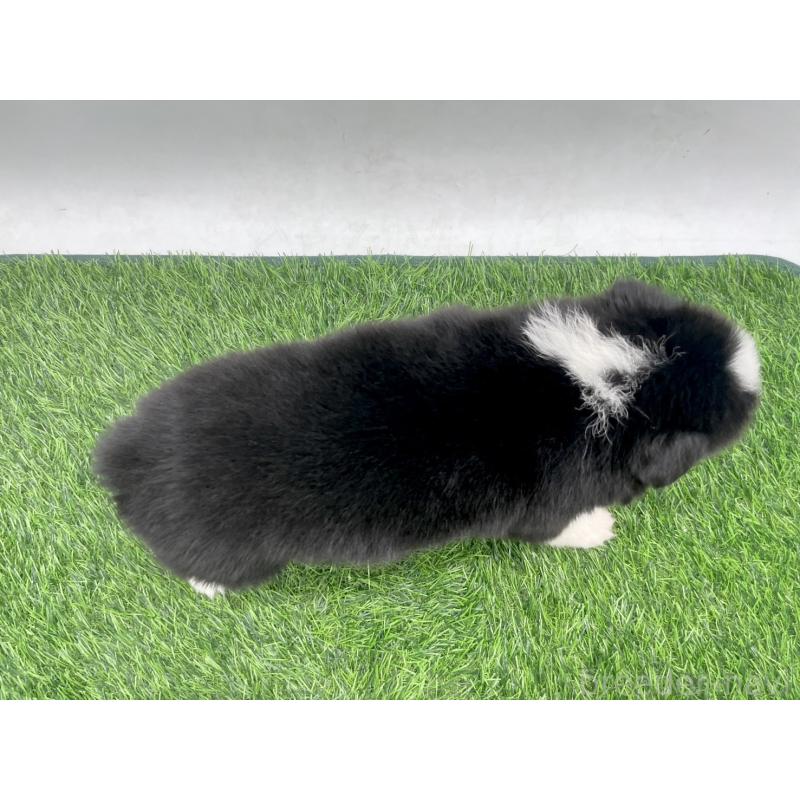 販売中の愛知県のボーダーコリー-428448の2枚目