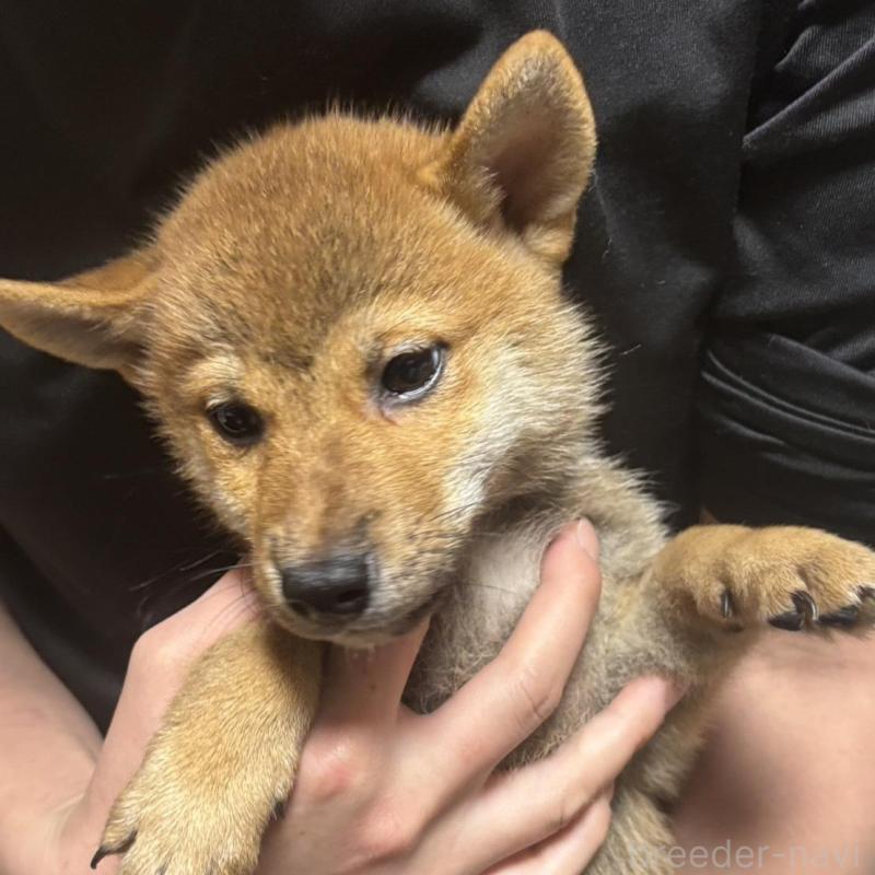 販売中の香川県の柴犬-428449の4枚目