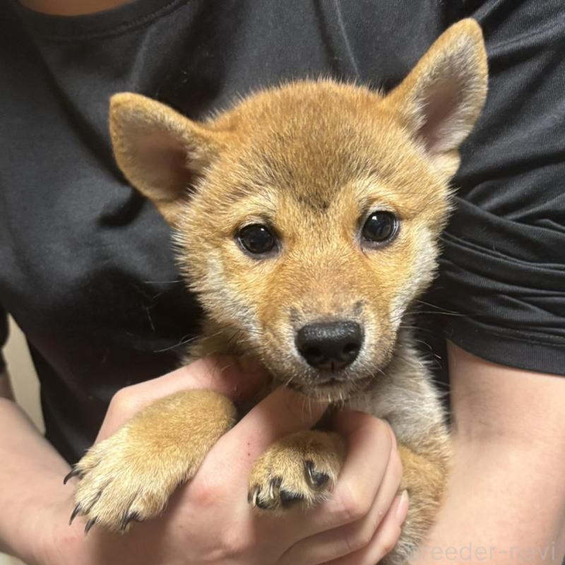 販売中の香川県の柴犬-428449の3枚目