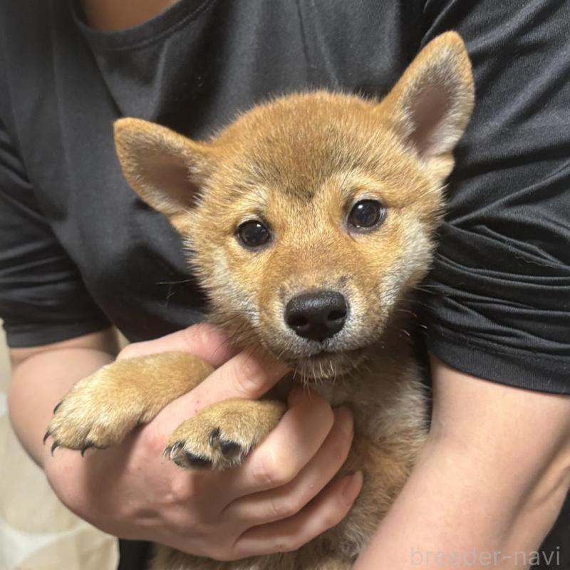 販売中の香川県の柴犬-428449