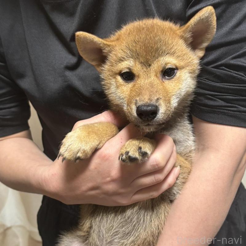 販売中の香川県の柴犬-428449の2枚目