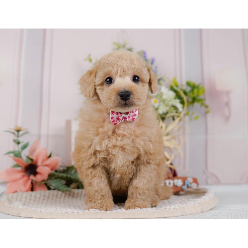 販売中の神奈川県のトイプードル-428771の14枚目