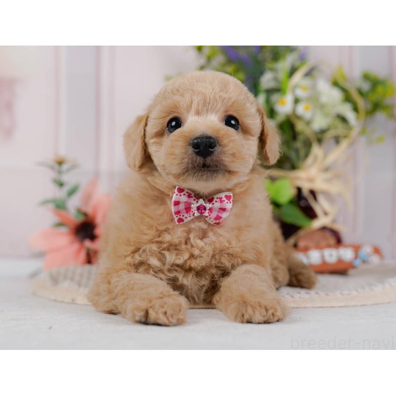 販売中の神奈川県のトイプードル-428771の13枚目