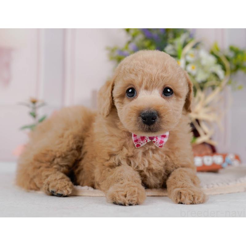 販売中の神奈川県のトイプードル-428771の11枚目