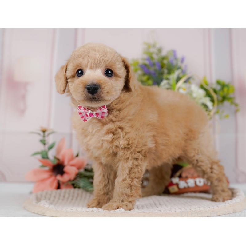 販売中の神奈川県のトイプードル-428771の10枚目