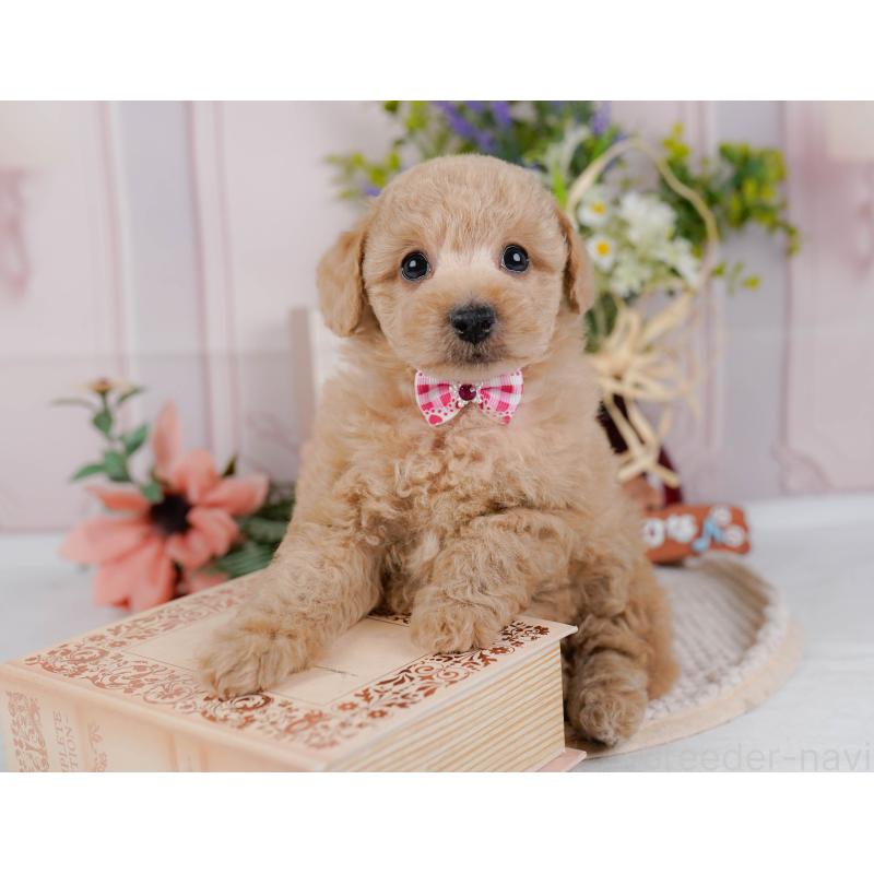 販売中の神奈川県のトイプードル-428771の8枚目