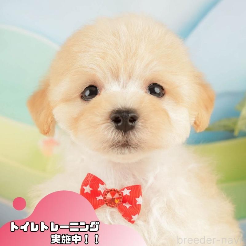 販売中の静岡県のマルプー:マルチーズ×トイプードル-428561