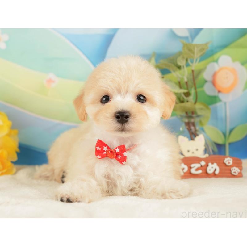 販売中の静岡県のマルプー:マルチーズ×トイプードル-428561の11枚目