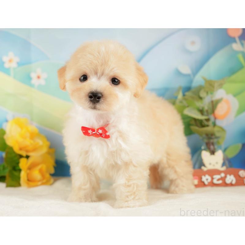 販売中の静岡県のマルプー:マルチーズ×トイプードル-428561の10枚目