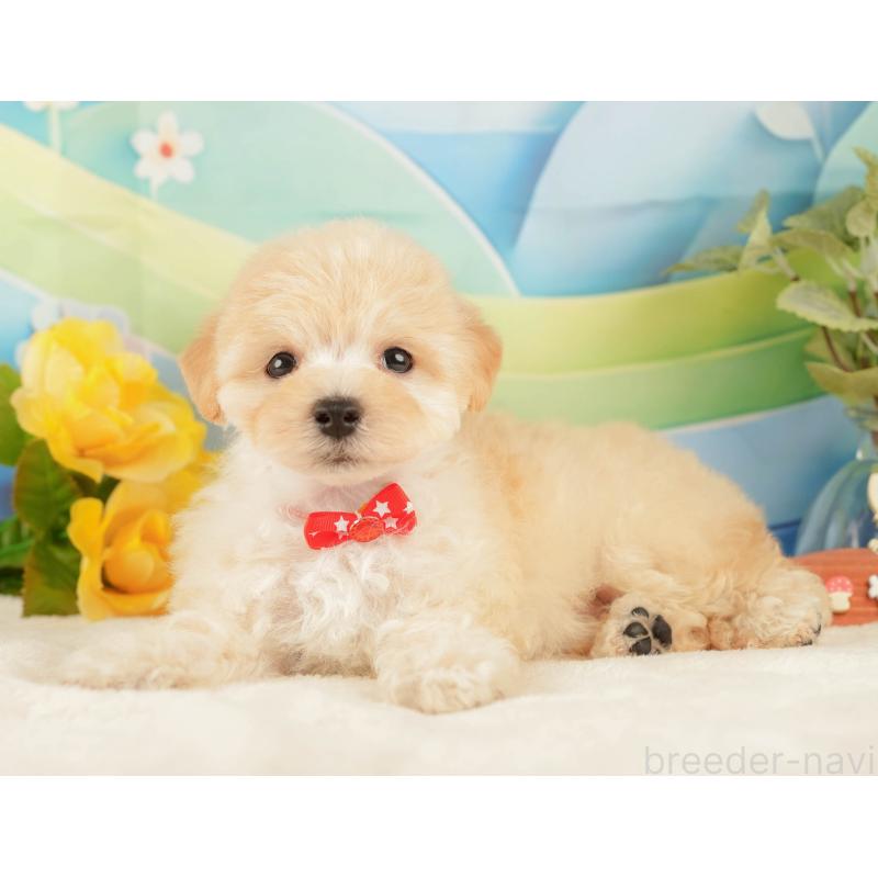 販売中の静岡県のマルプー:マルチーズ×トイプードル-428561の9枚目