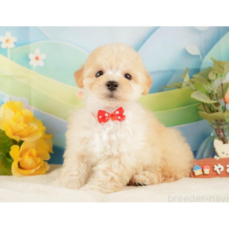 販売中の静岡県のマルプー:マルチーズ×トイプードル-428561の8枚目