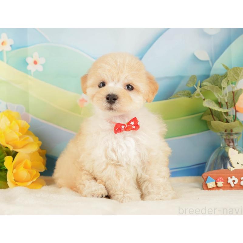 販売中の静岡県のマルプー:マルチーズ×トイプードル-428561の7枚目