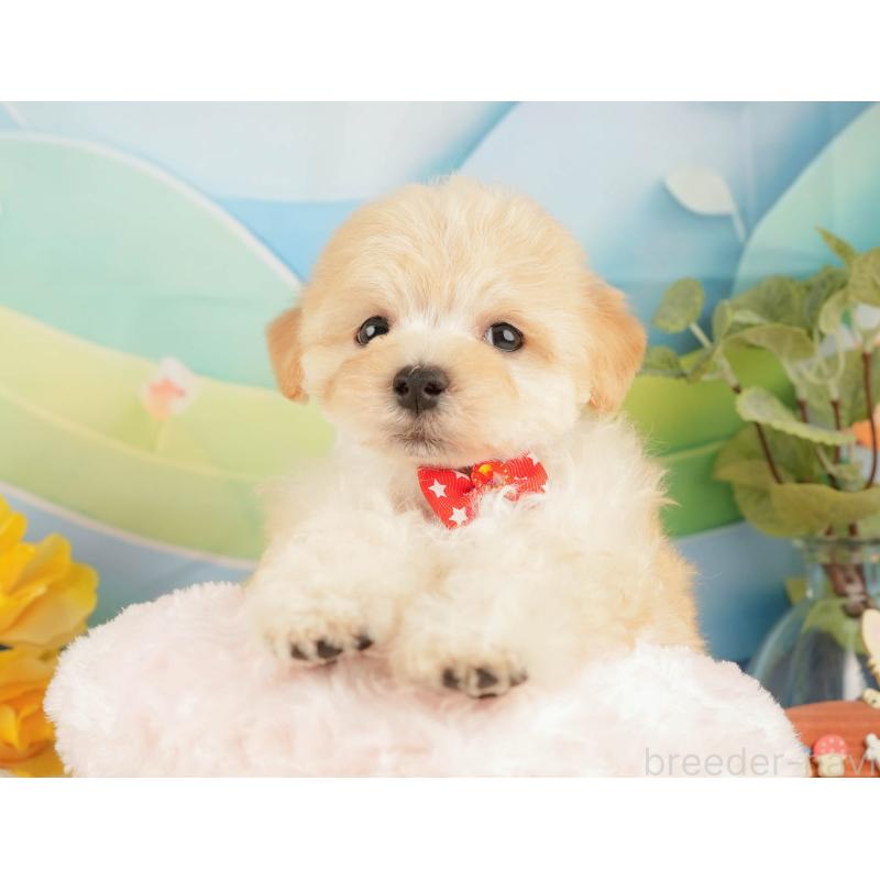 販売中の静岡県のマルプー:マルチーズ×トイプードル-428561の5枚目