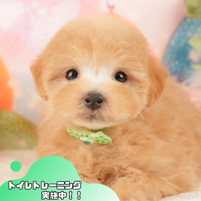 販売中の静岡県のマルプー:マルチーズ×トイプードル-428558