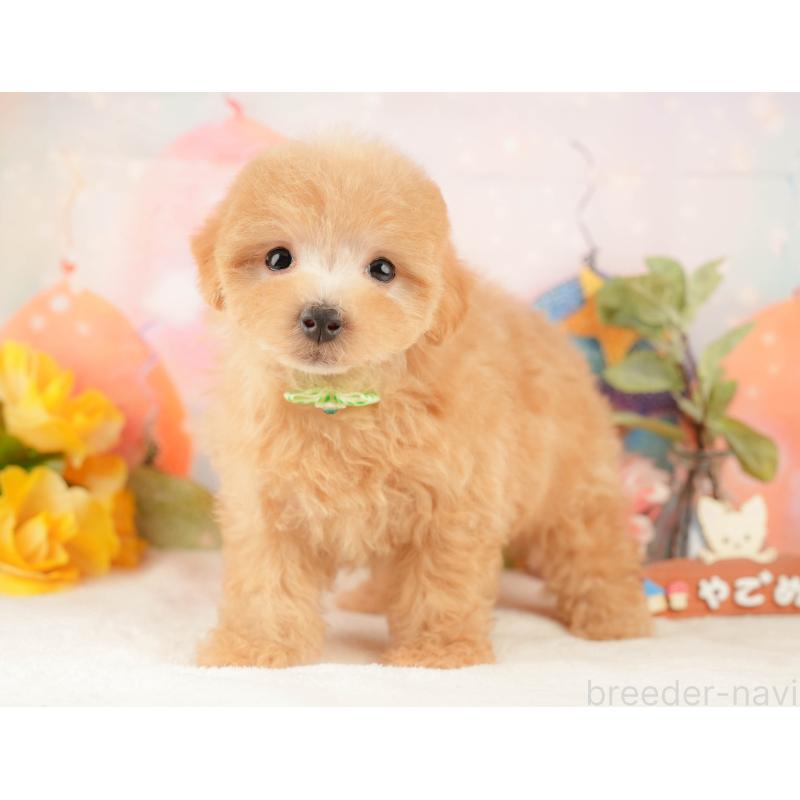 販売中の静岡県のマルプー:マルチーズ×トイプードル-428558の9枚目