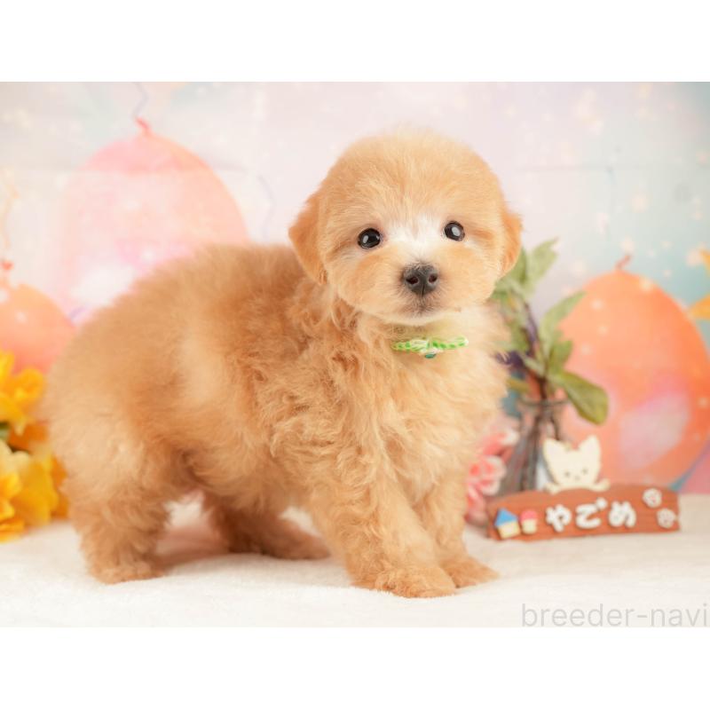 販売中の静岡県のマルプー:マルチーズ×トイプードル-428558の8枚目