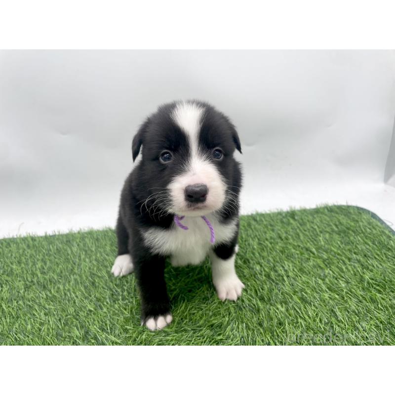販売中の愛知県のボーダーコリー-428451の1枚目