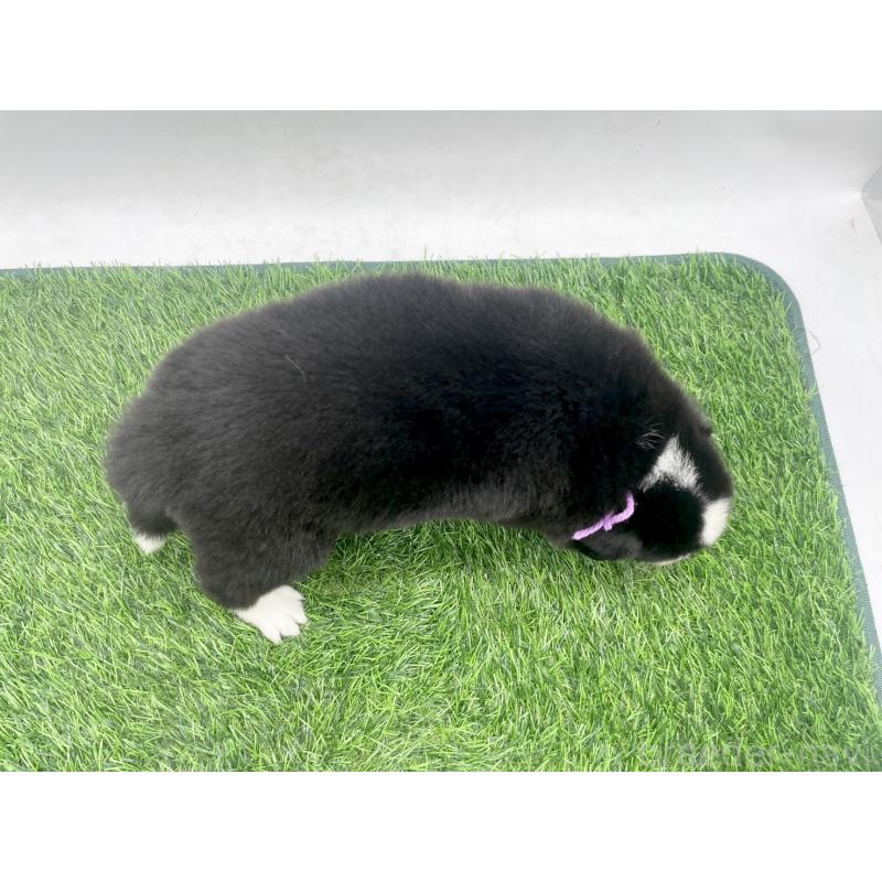 販売中の愛知県のボーダーコリー-428451の4枚目