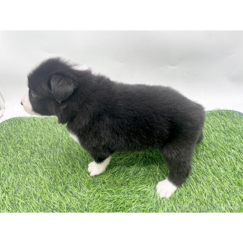 販売中の愛知県のボーダーコリー-428451の3枚目