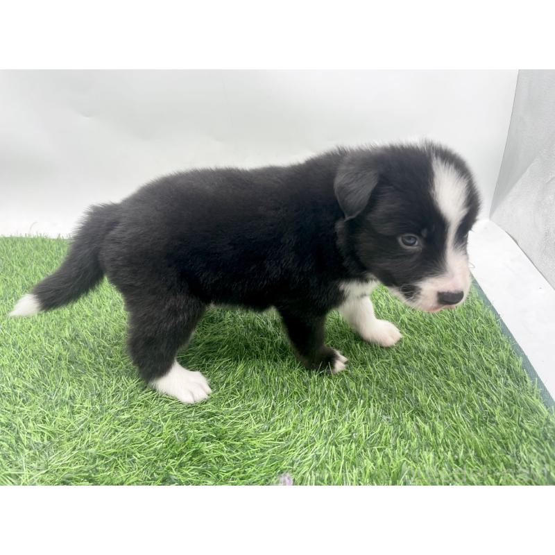 販売中の愛知県のボーダーコリー-428451の2枚目