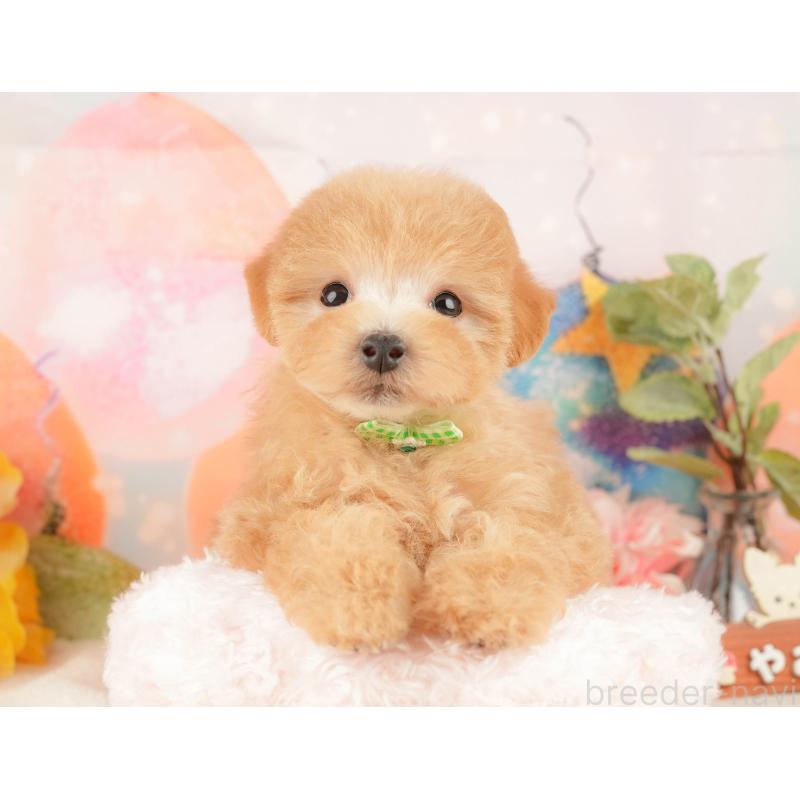 販売中の静岡県のマルプー:マルチーズ×トイプードル-428558の5枚目