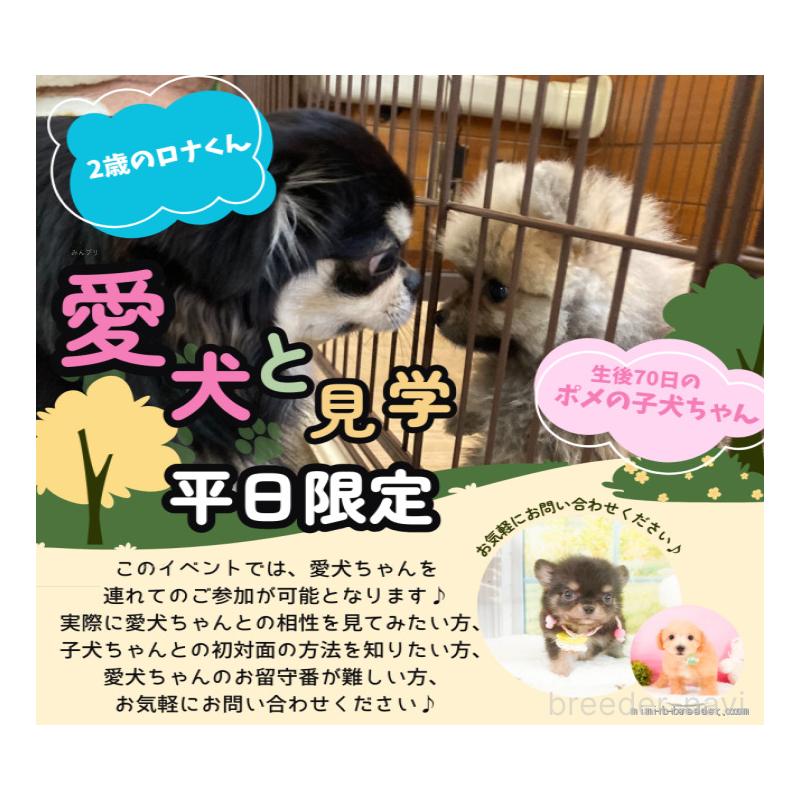 販売中の静岡県のマルプー:マルチーズ×トイプードル-428556の18枚目