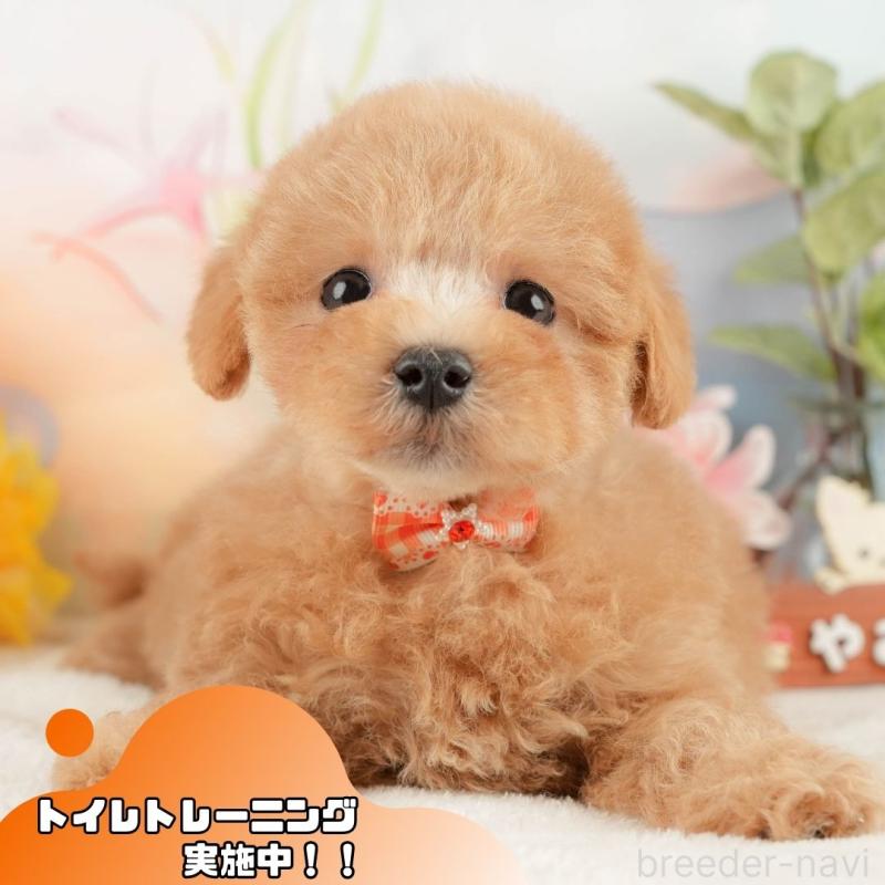 販売中の静岡県のマルプー:マルチーズ×トイプードル-428556