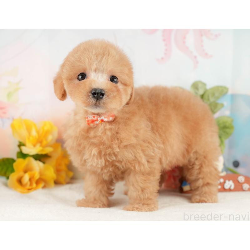 販売中の静岡県のマルプー:マルチーズ×トイプードル-428556の10枚目