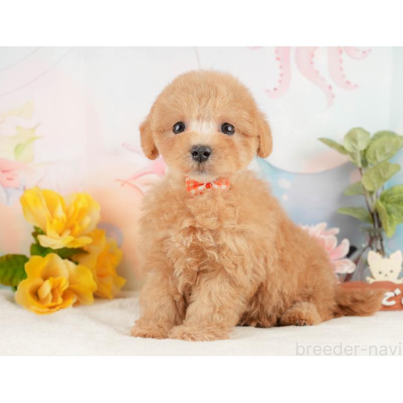 販売中の静岡県のマルプー:マルチーズ×トイプードル-428556の9枚目