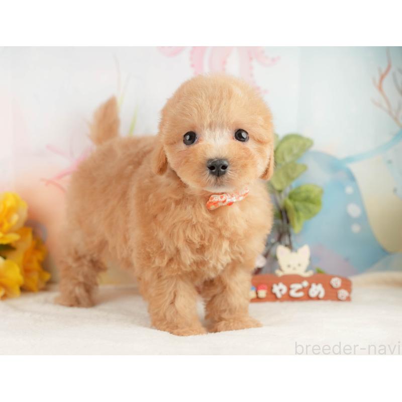 販売中の静岡県のマルプー:マルチーズ×トイプードル-428556の8枚目