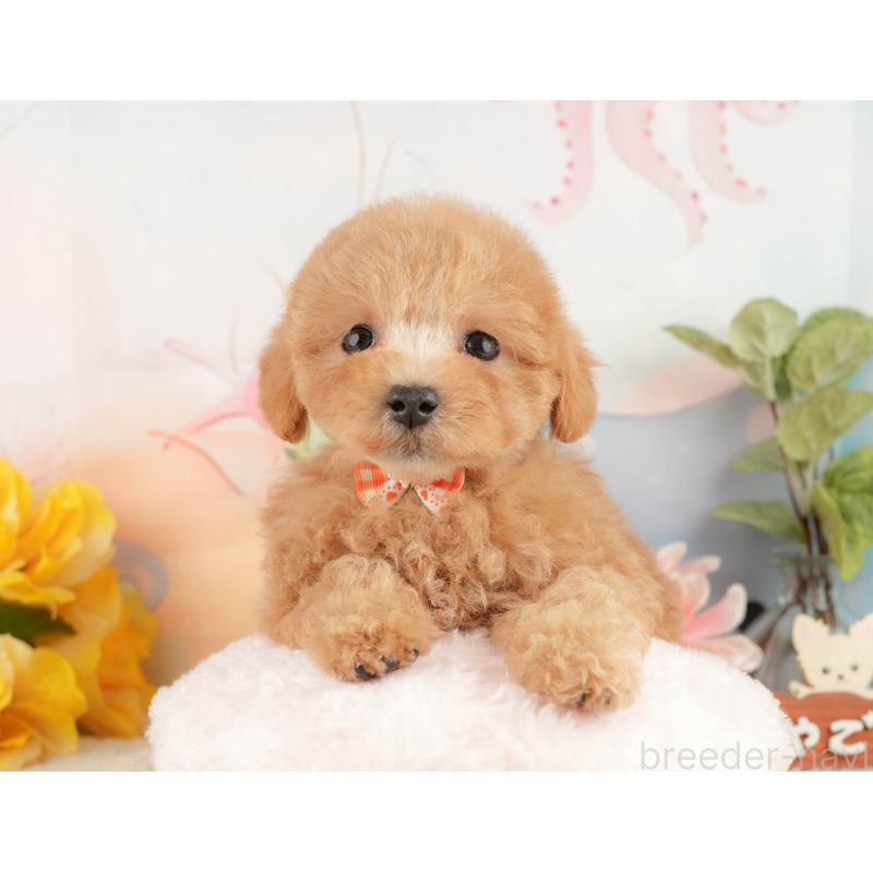 販売中の静岡県のマルプー:マルチーズ×トイプードル-428556の5枚目